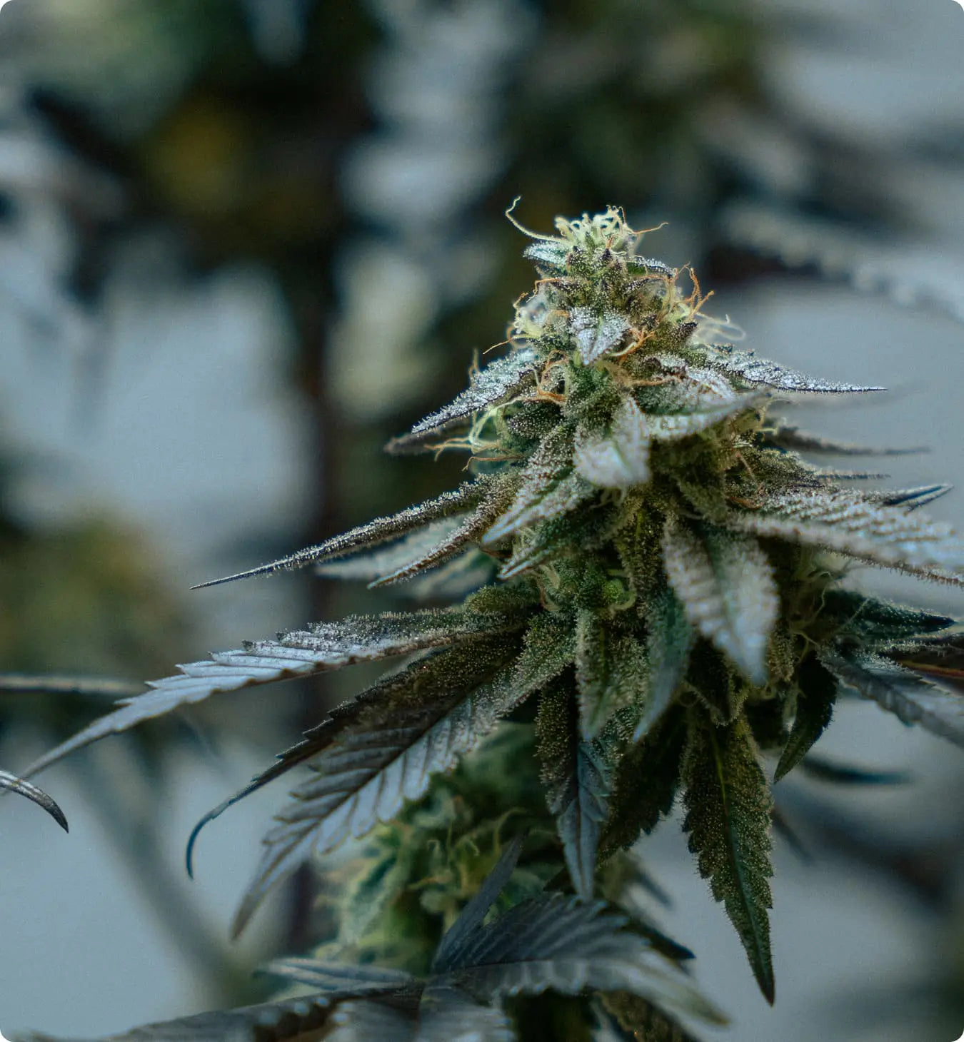 Cannabisblüten auswählen