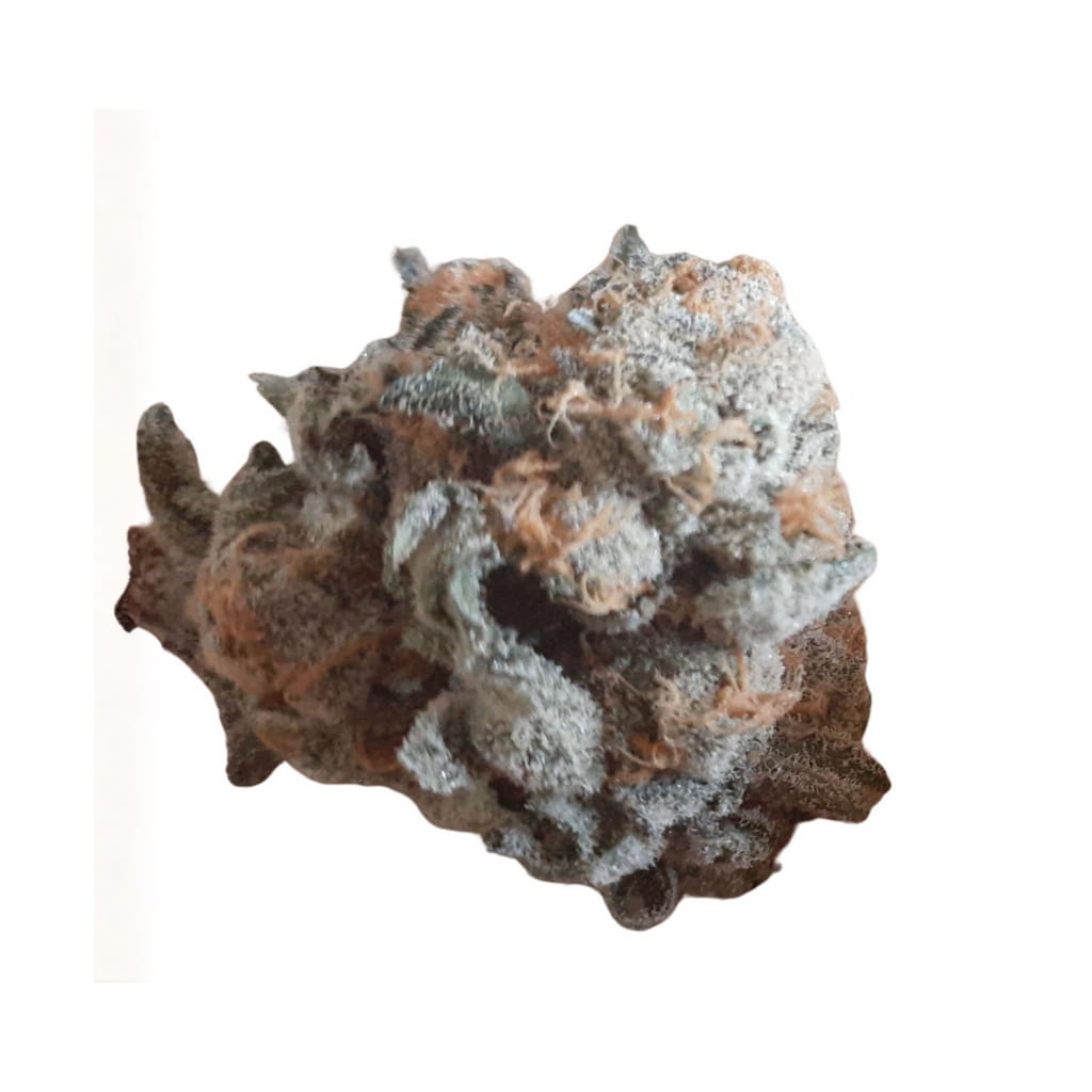 30/1 BCP - Black Cherry Punch