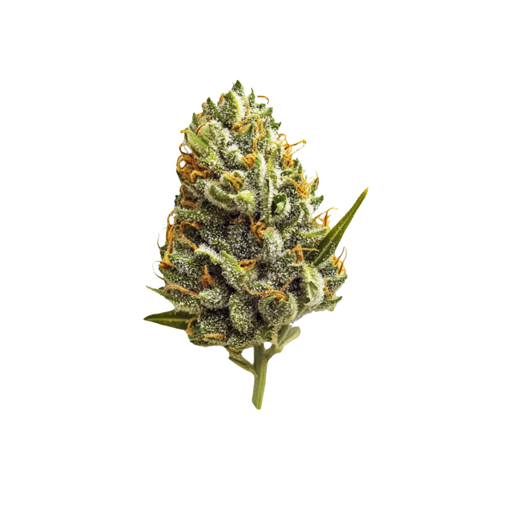 28/1 PSM - Pine Solpina Magic